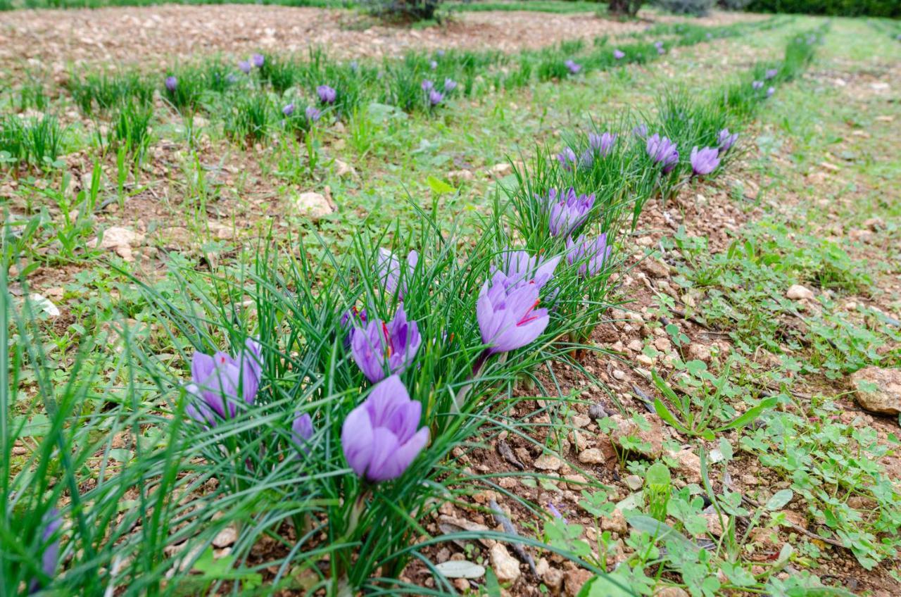 Agriturismo Panacea Santa Cesarea Terme Exteriér fotografie